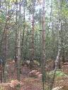 site6.jpg (76kB)